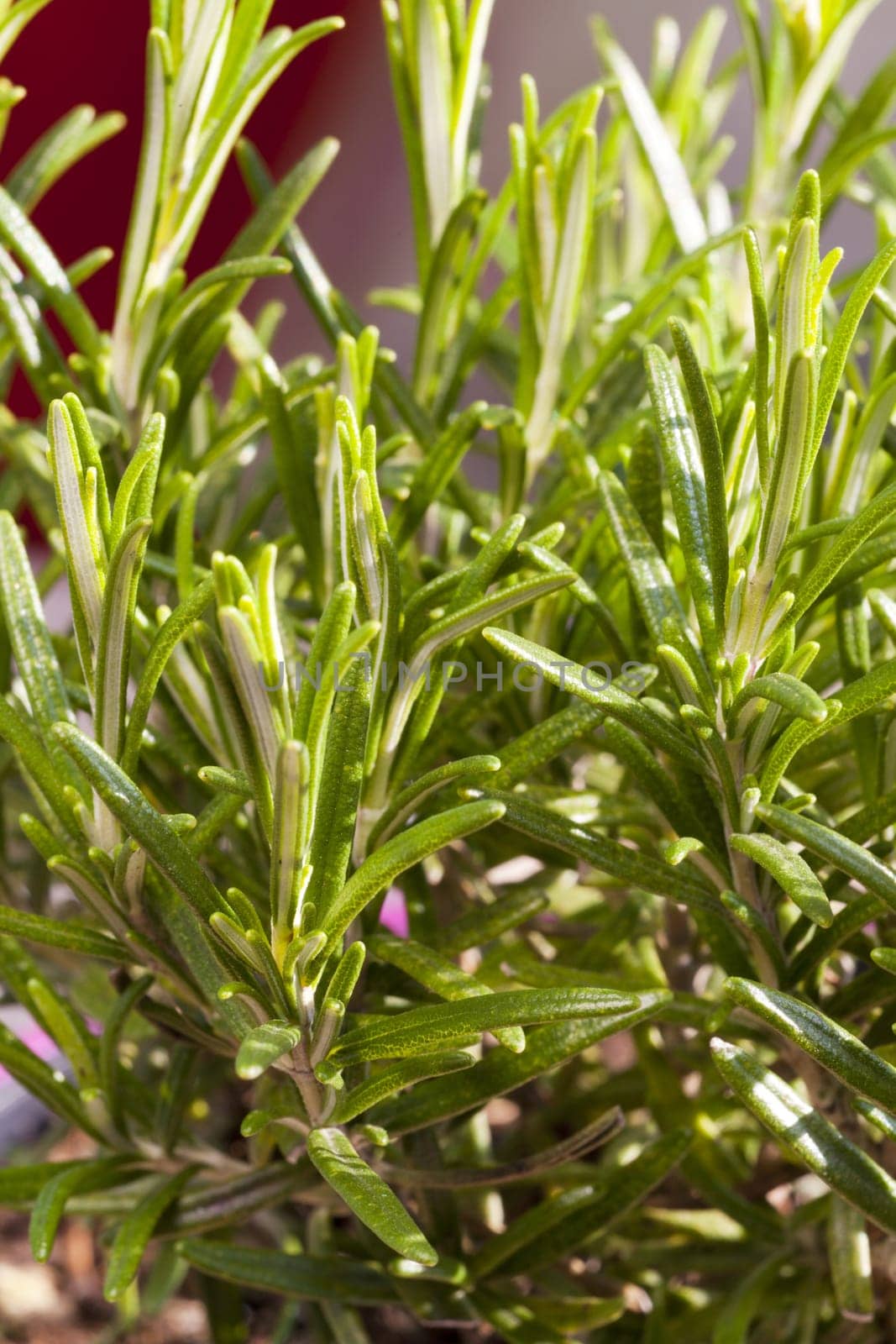 Fresh rosemary in the sunlight