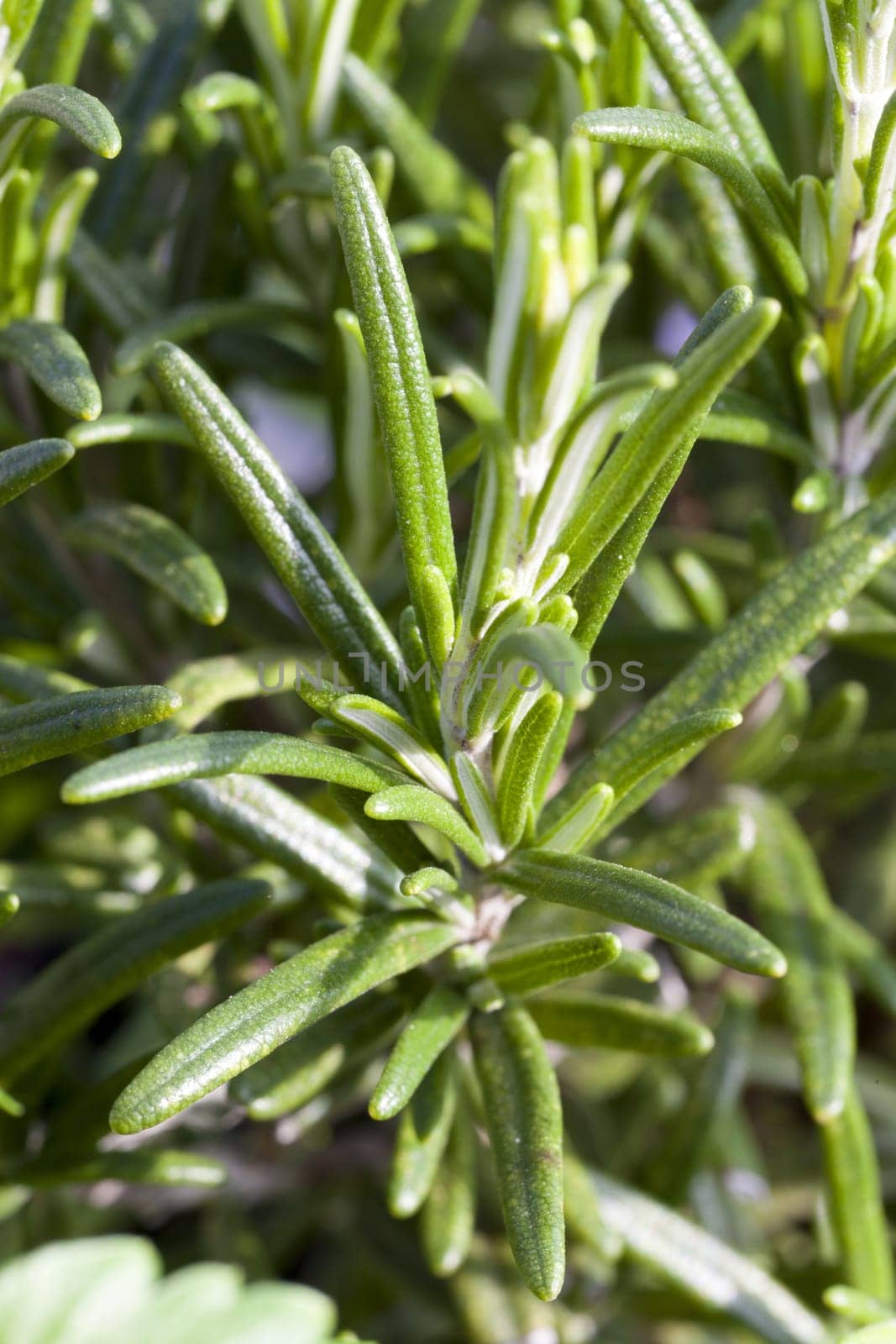 Needles on the branch of rosemary