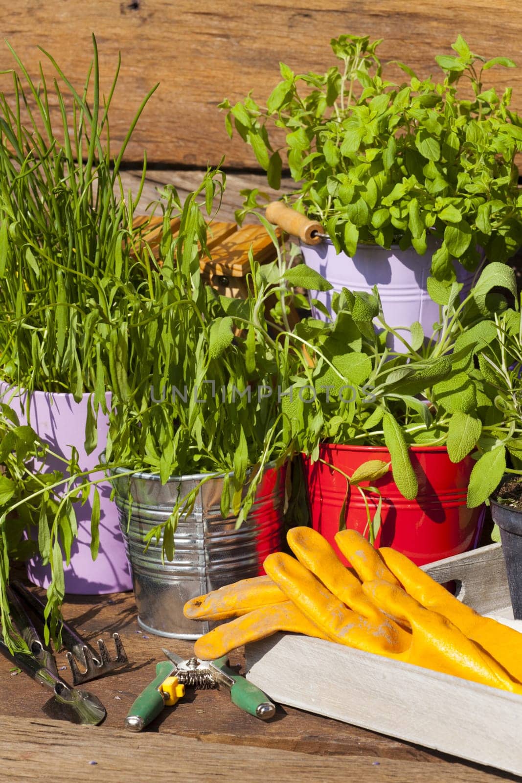 Fresh kitchen herbs in pots are in the garden