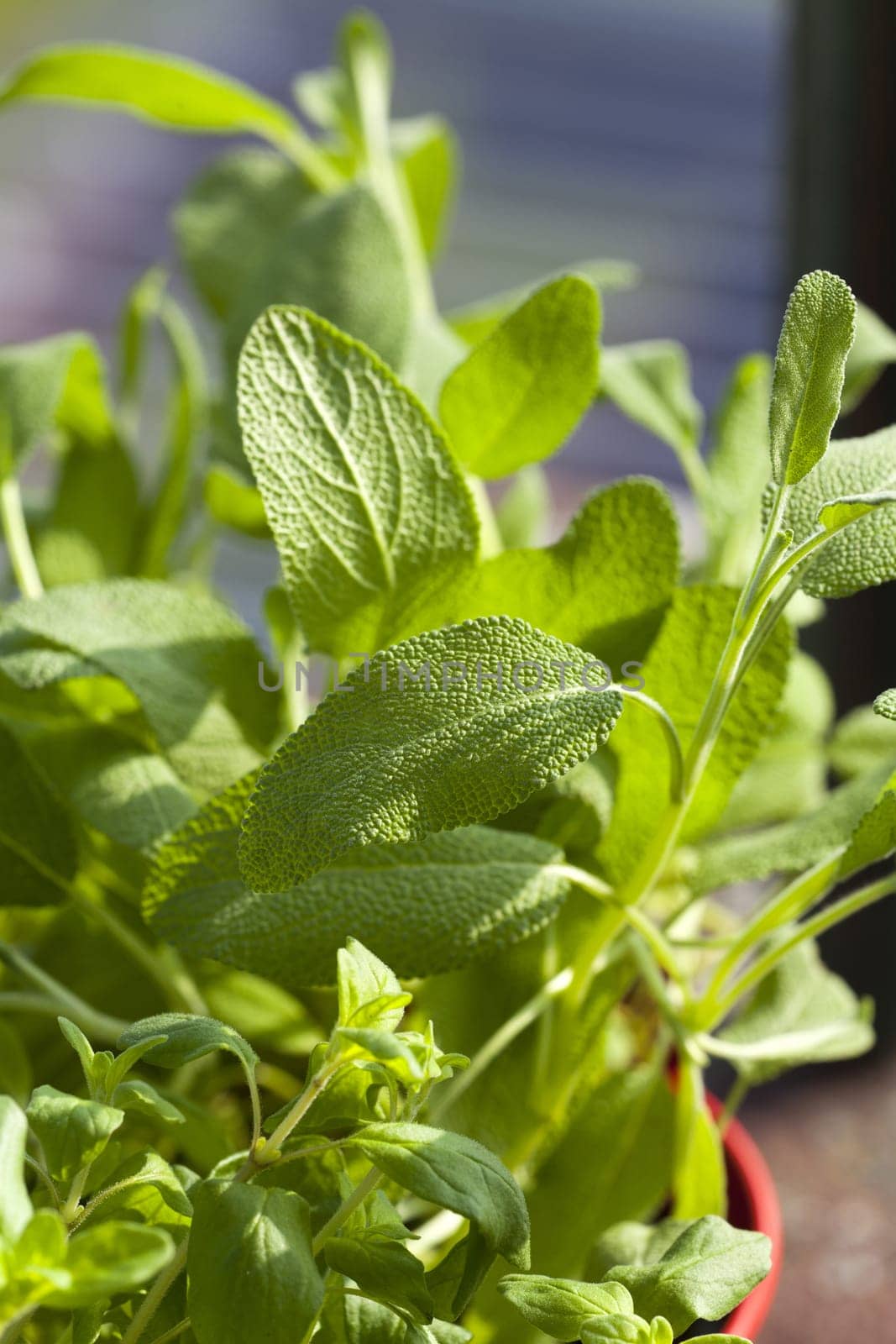 Fresh oregano in a flower pot