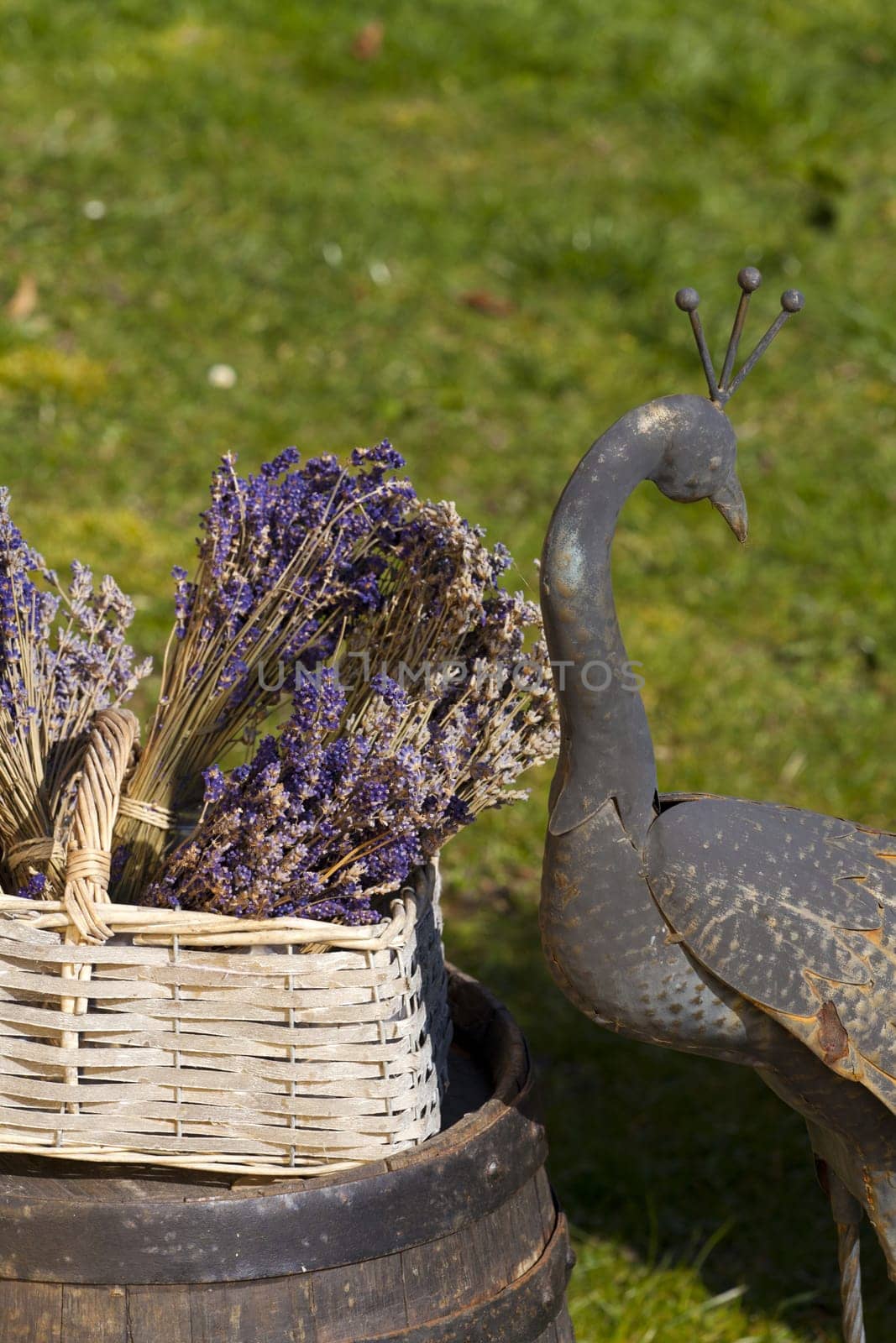 Lavender in a basket on an old wine barrel in the garden