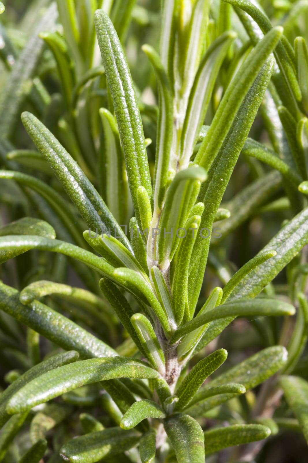 Macro absorption of needles on the rosemary branch