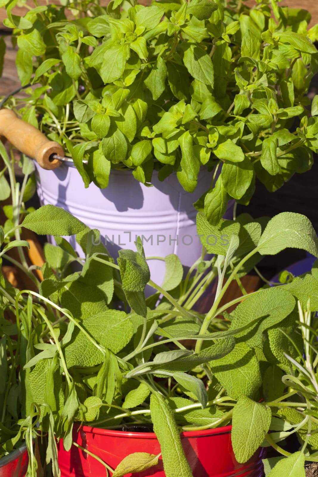 Close-up of fresh green garden herbs