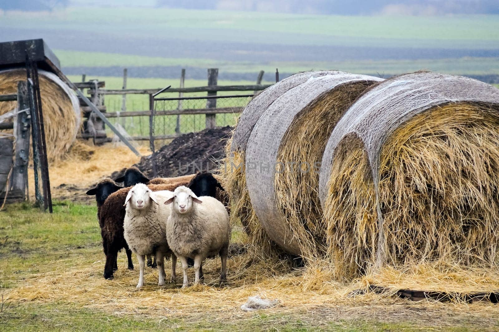 Five sheep on a farm