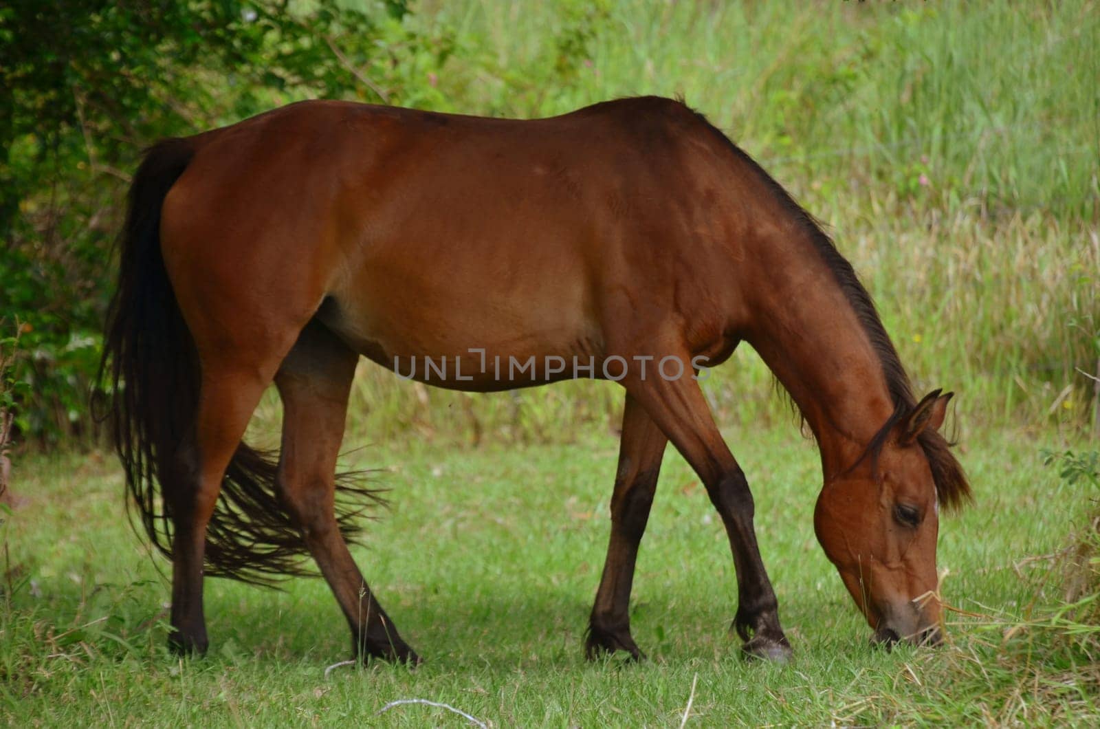 rosi grazing