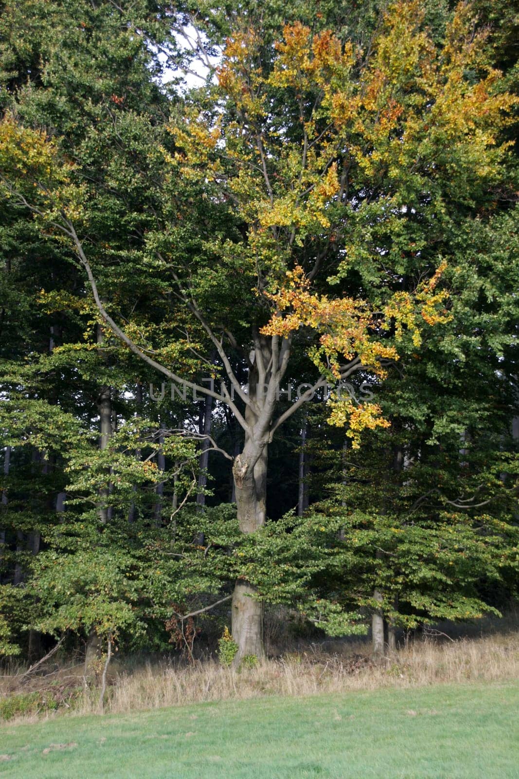 Autumn beech forest