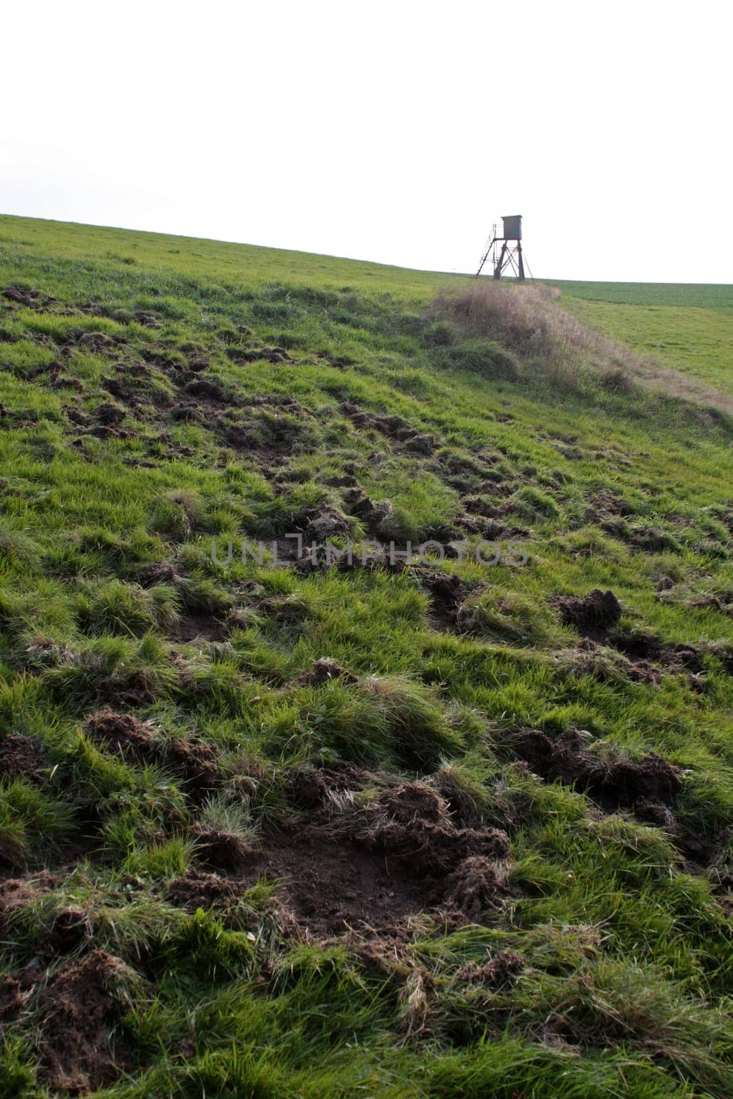 Traces of burly wild boar on a pasture