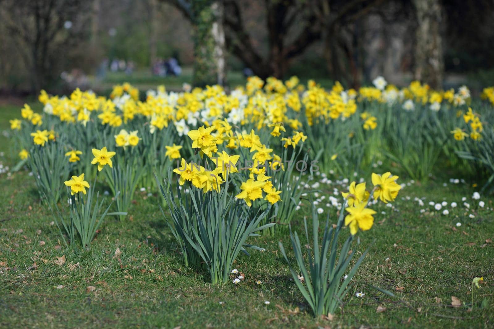 Details of a group of spring flowers, the narcissus.