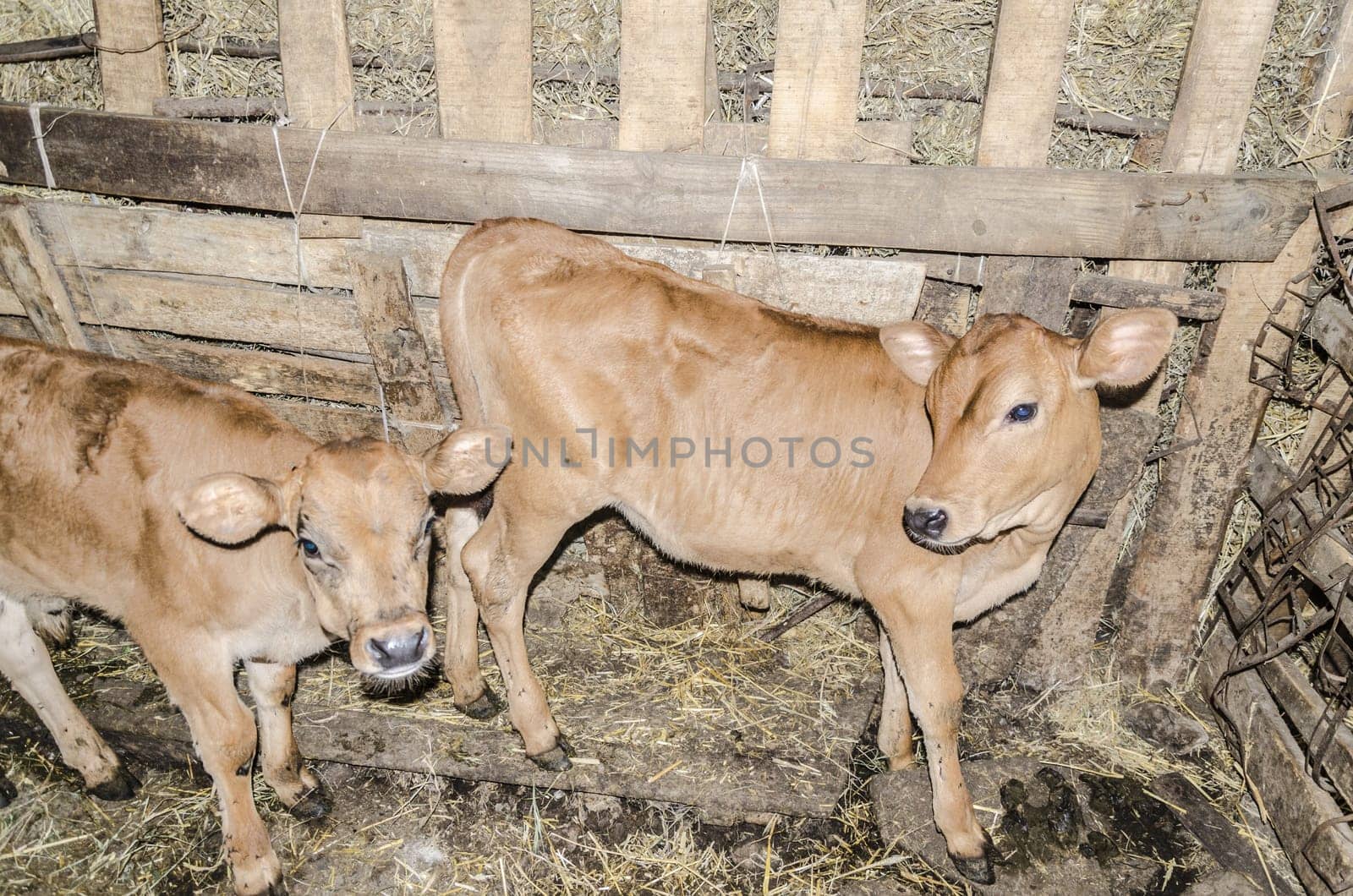 Two beautiful, cute and small calves in the cowshed.