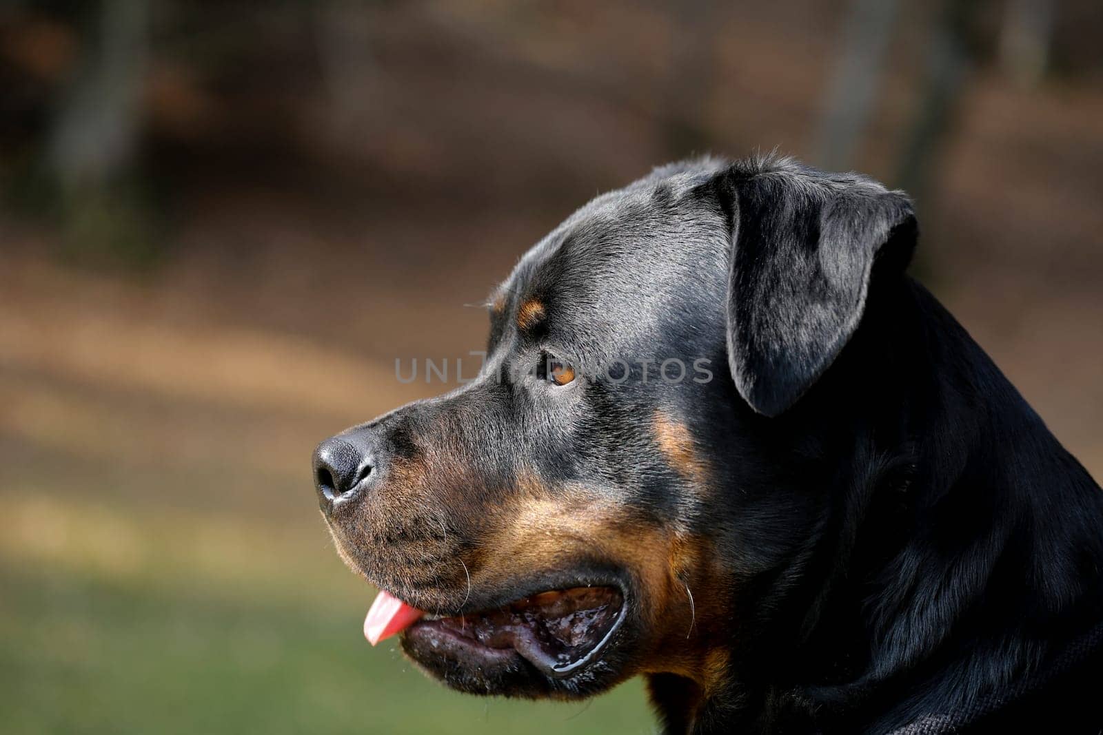 Rottweiler