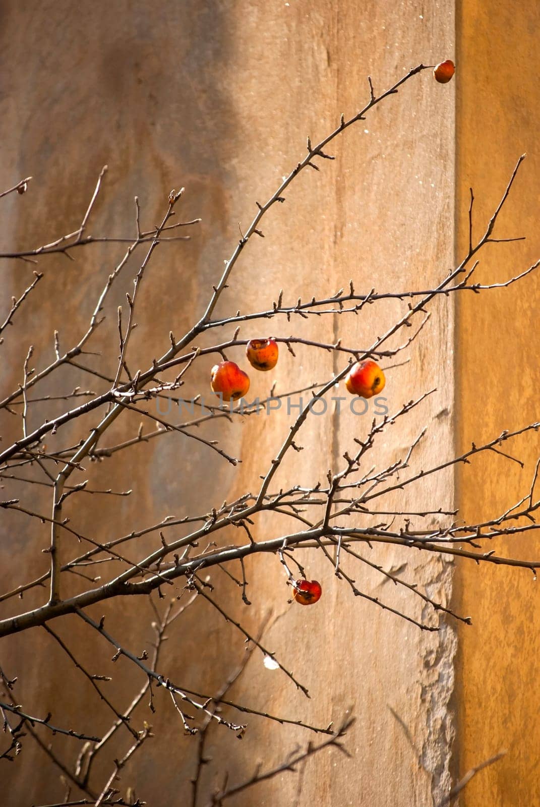 Autumn apples survived on tree branches in early spring on weathered house background