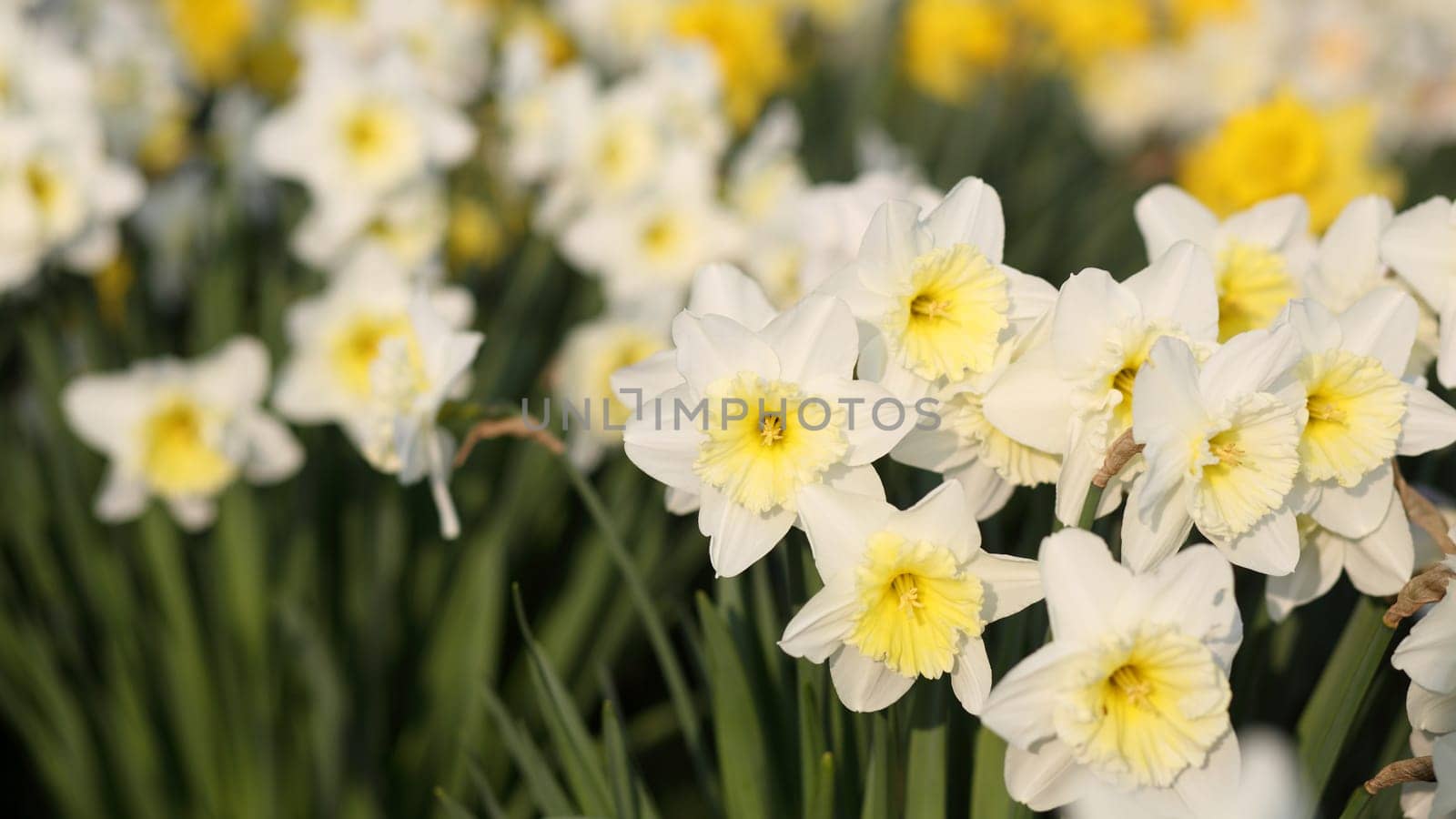 Details of a group of spring flowers, the narcissus.