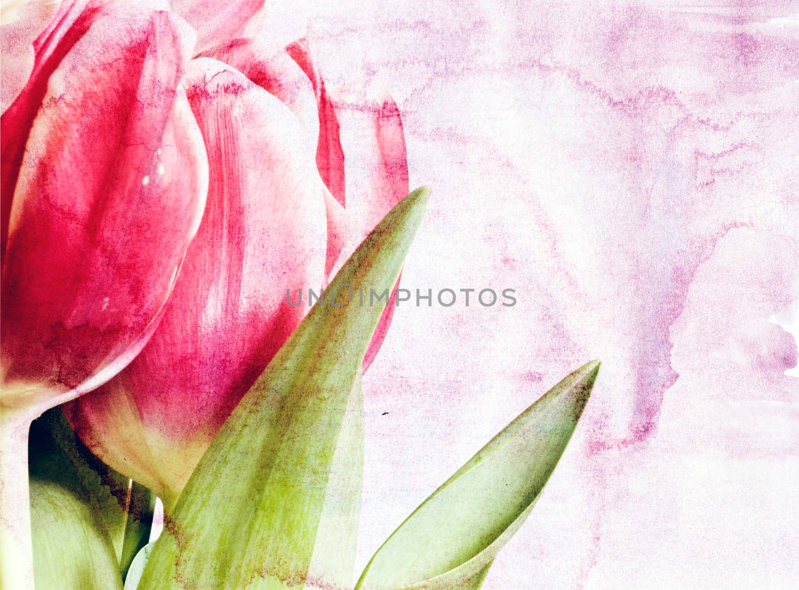 Red tulips over grunge painted background
