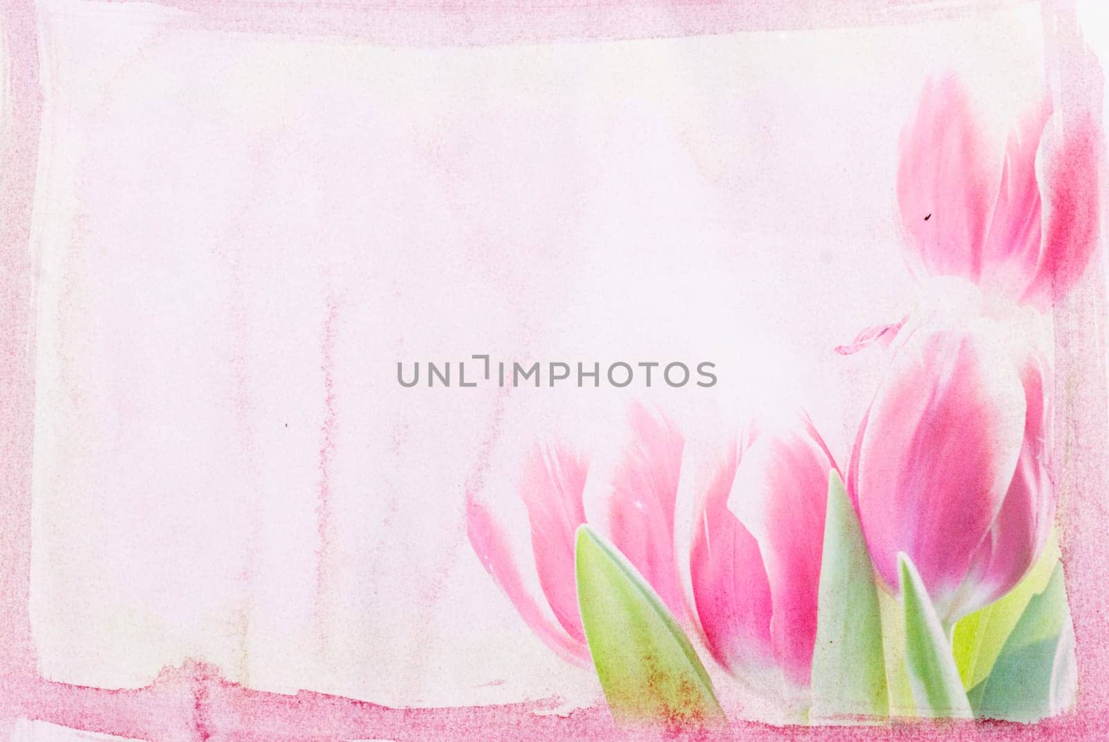 Red tulips over grunge painted background