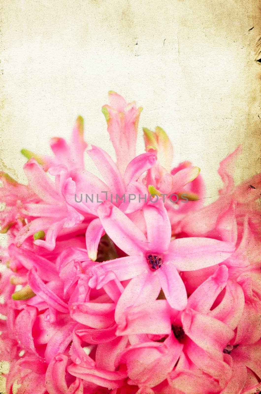 Pink hyacinth on vintage background