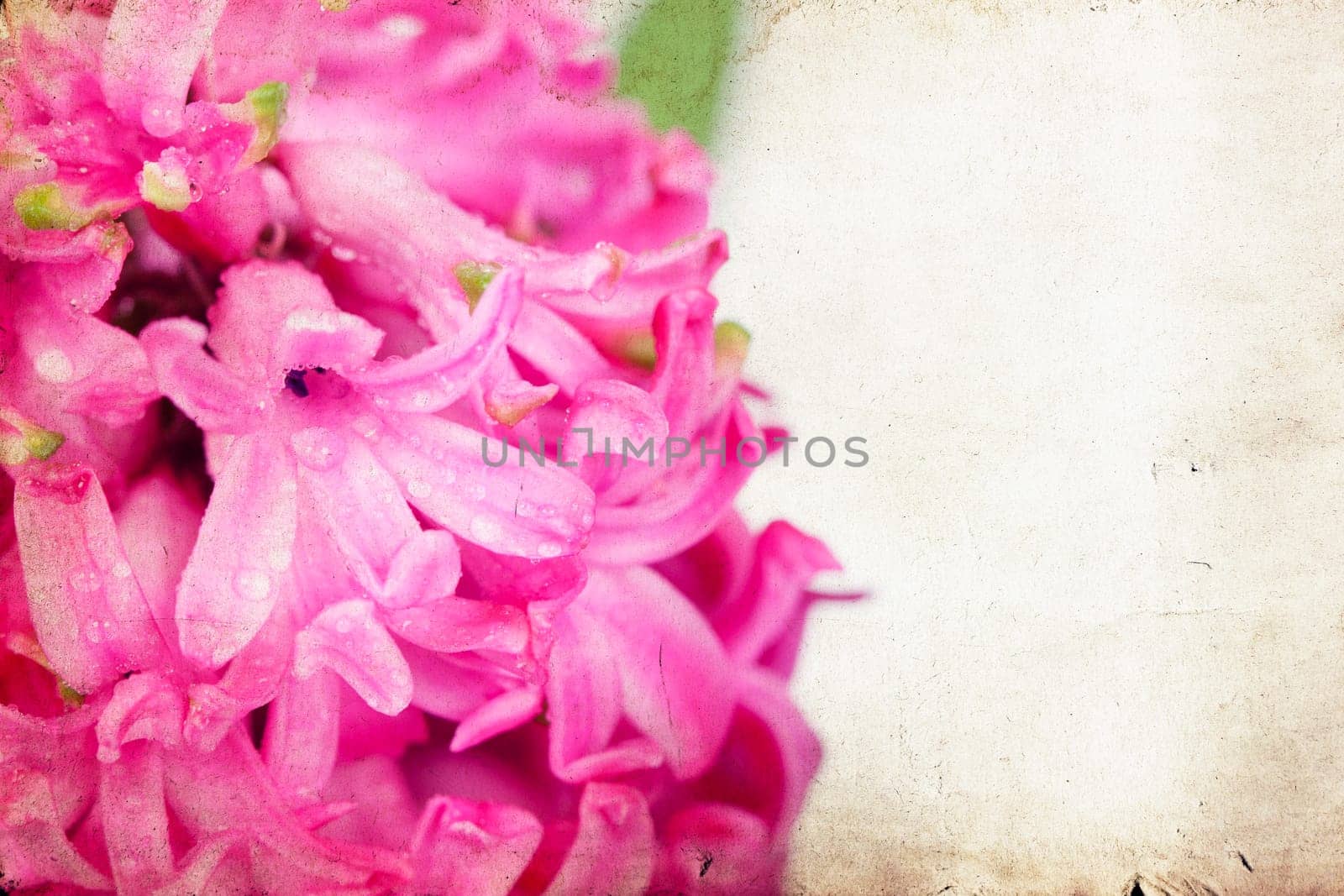 Pink hyacinth on vintage background