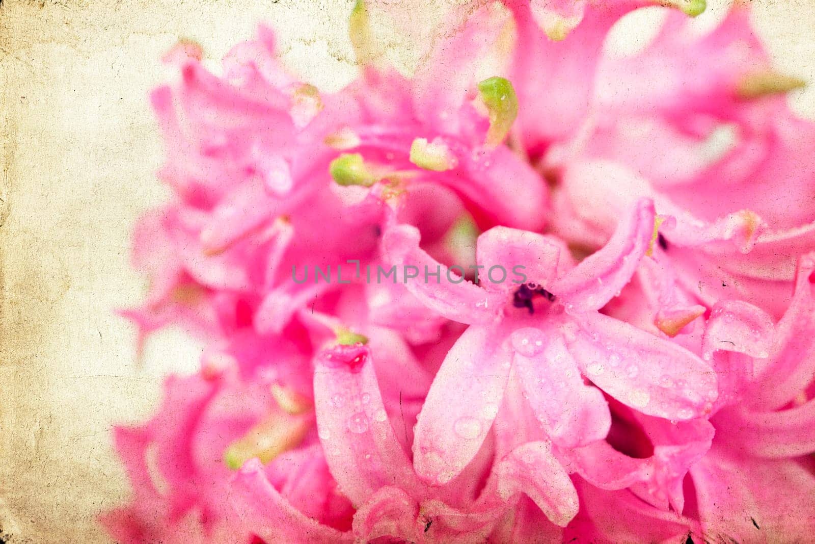 Pink hyacinth on vintage background