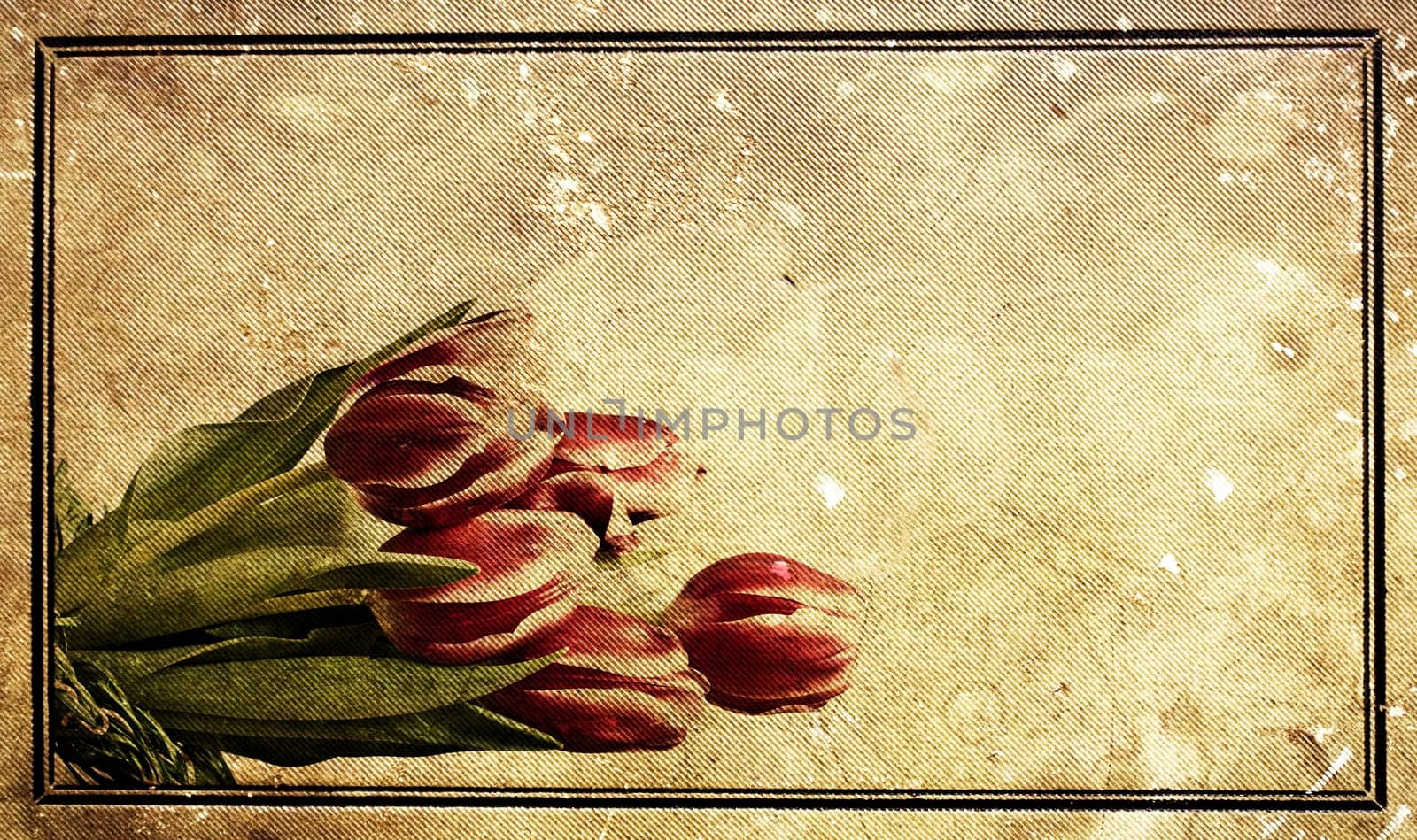Red tulips over grunge painted background