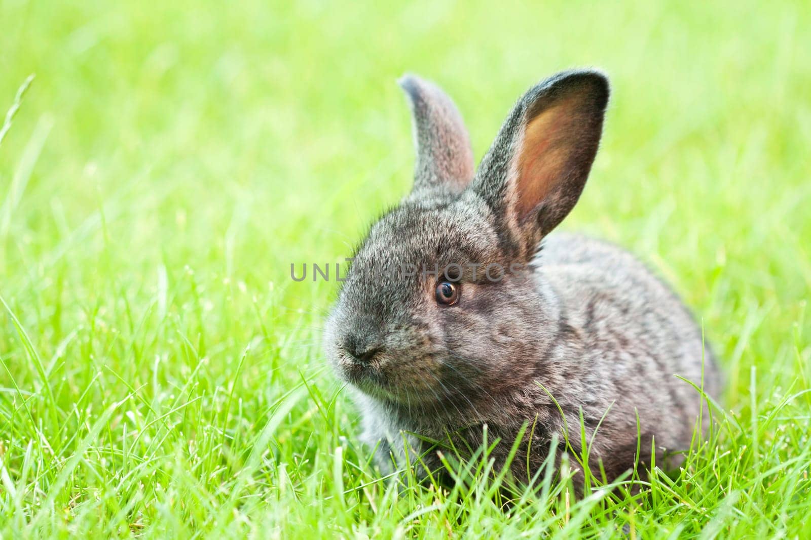 Sweet Easter bunny in the spring meadow with blue sunny sky