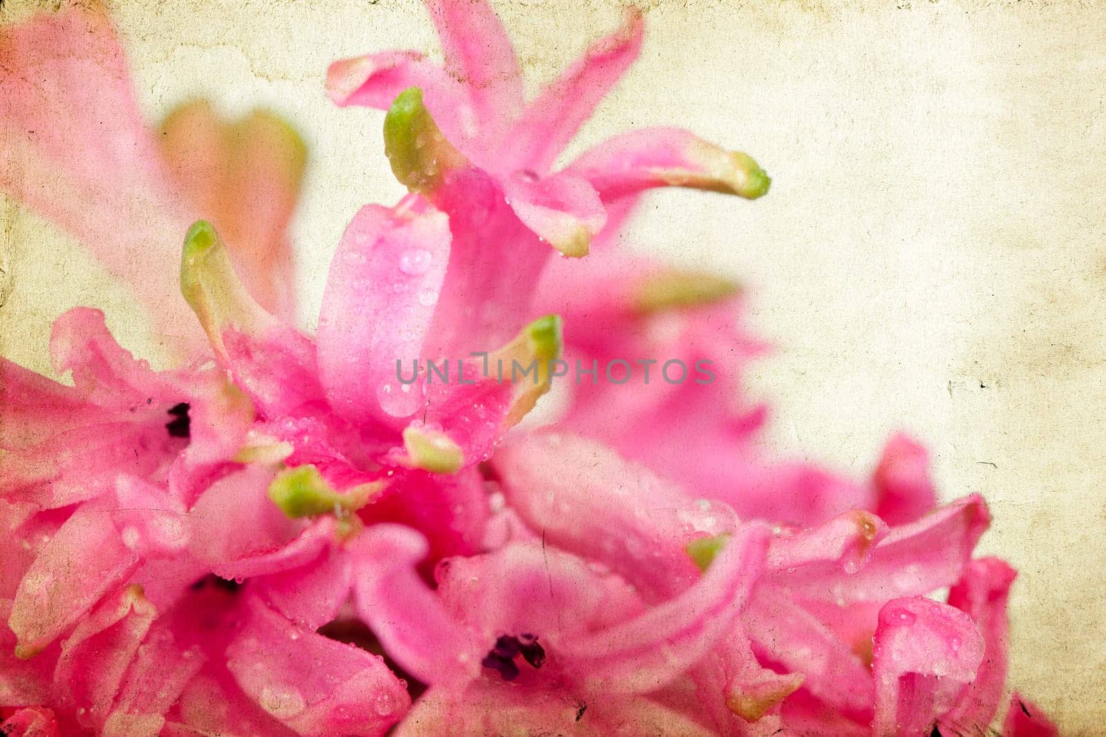 Pink hyacinth on vintage background