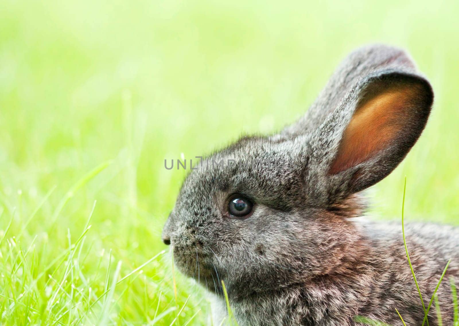 Sweet Easter bunny in the spring meadow with blue sunny sky