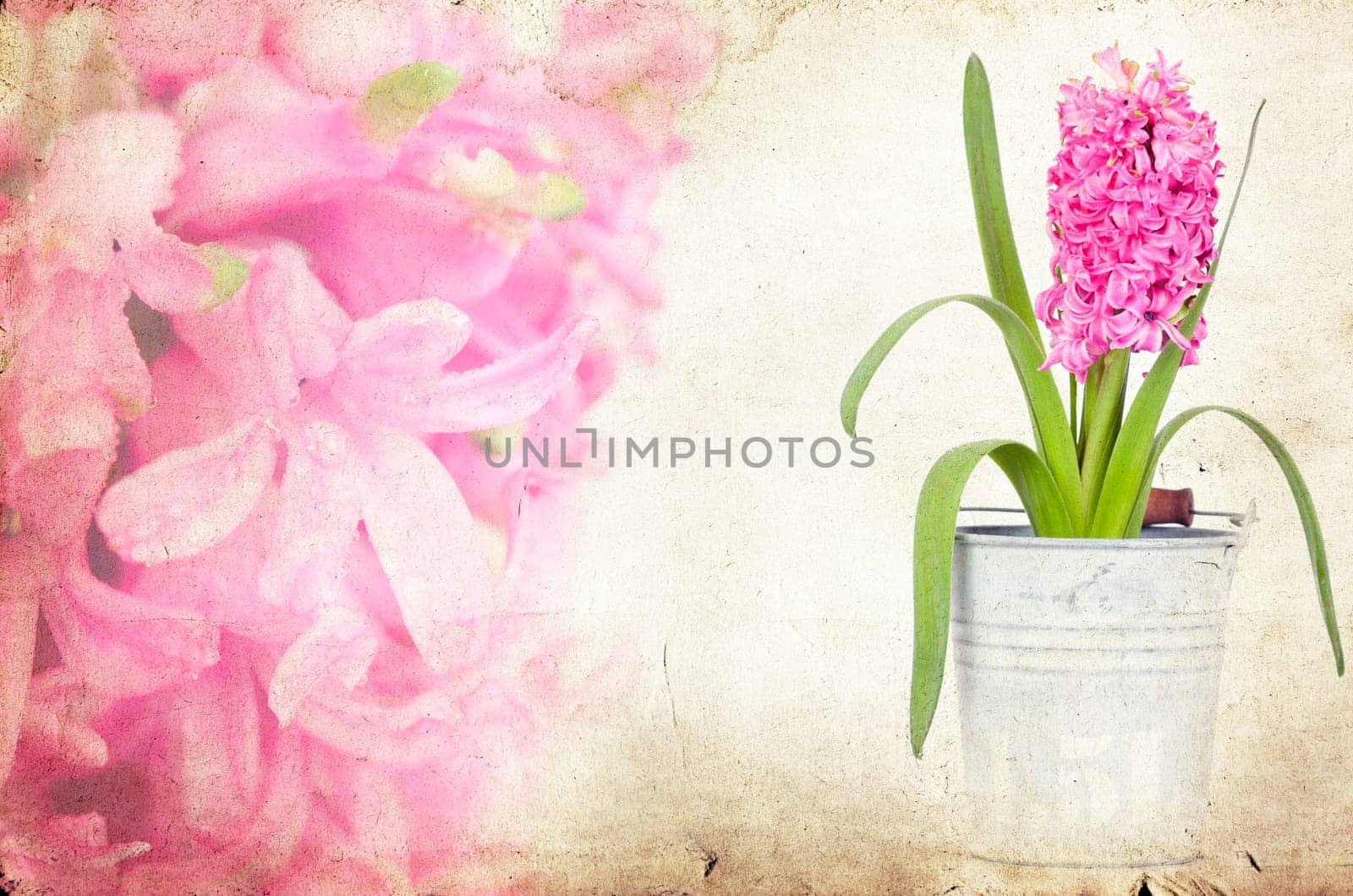 Pink hyacinth on vintage background
