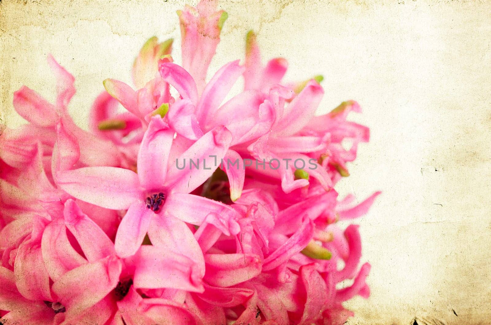 Pink hyacinth on vintage background