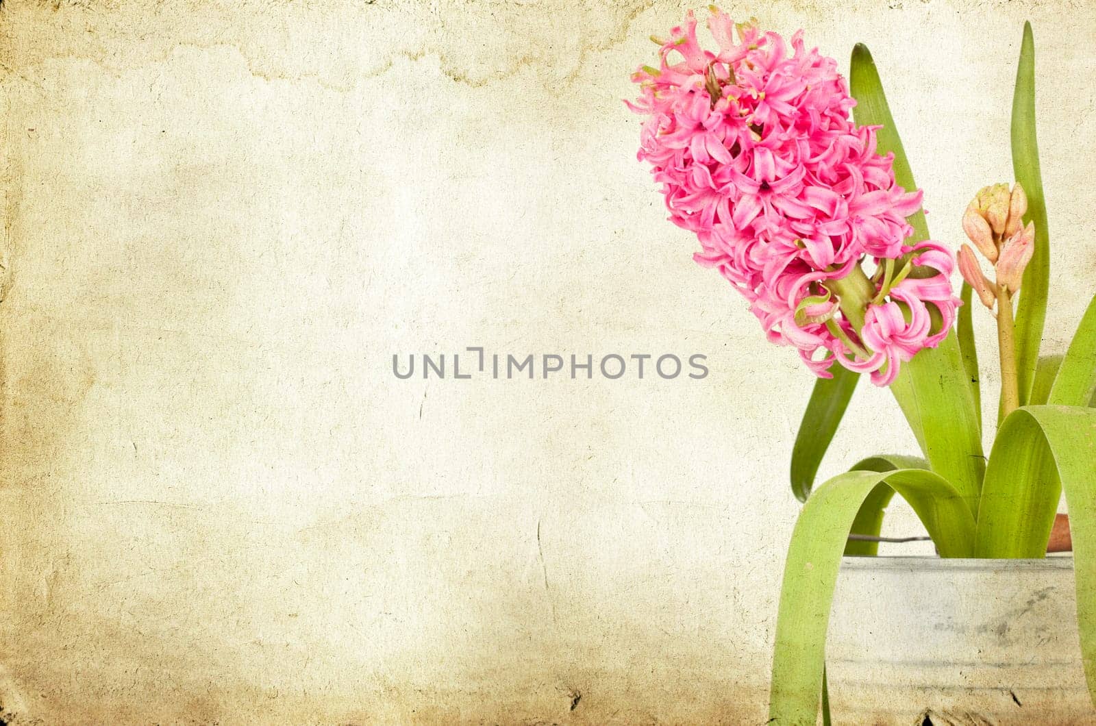 Pink hyacinth on vintage background