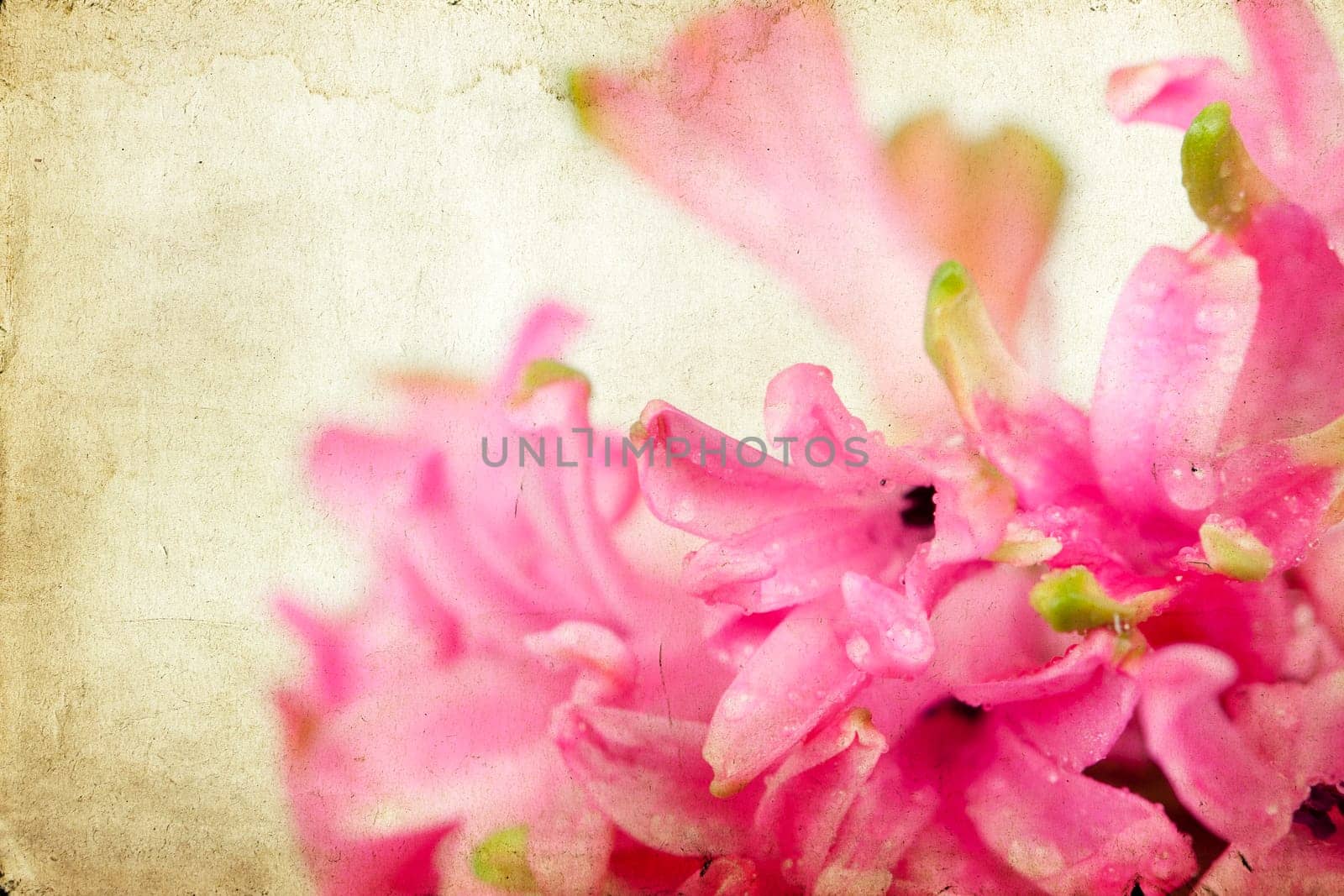 Pink hyacinth on vintage background