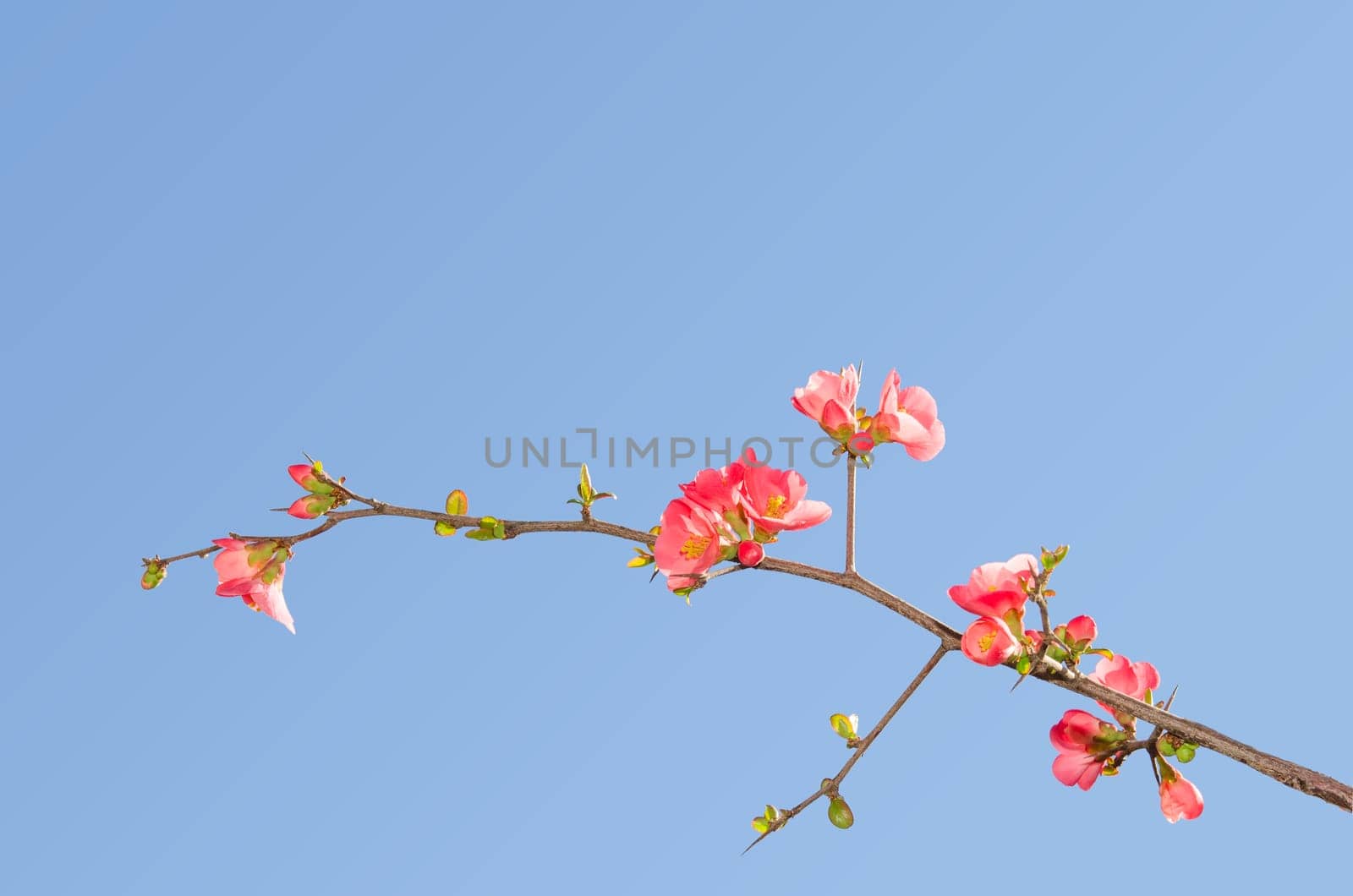 Single blooming branch of flowering quince bush against blue sky with free place for your text