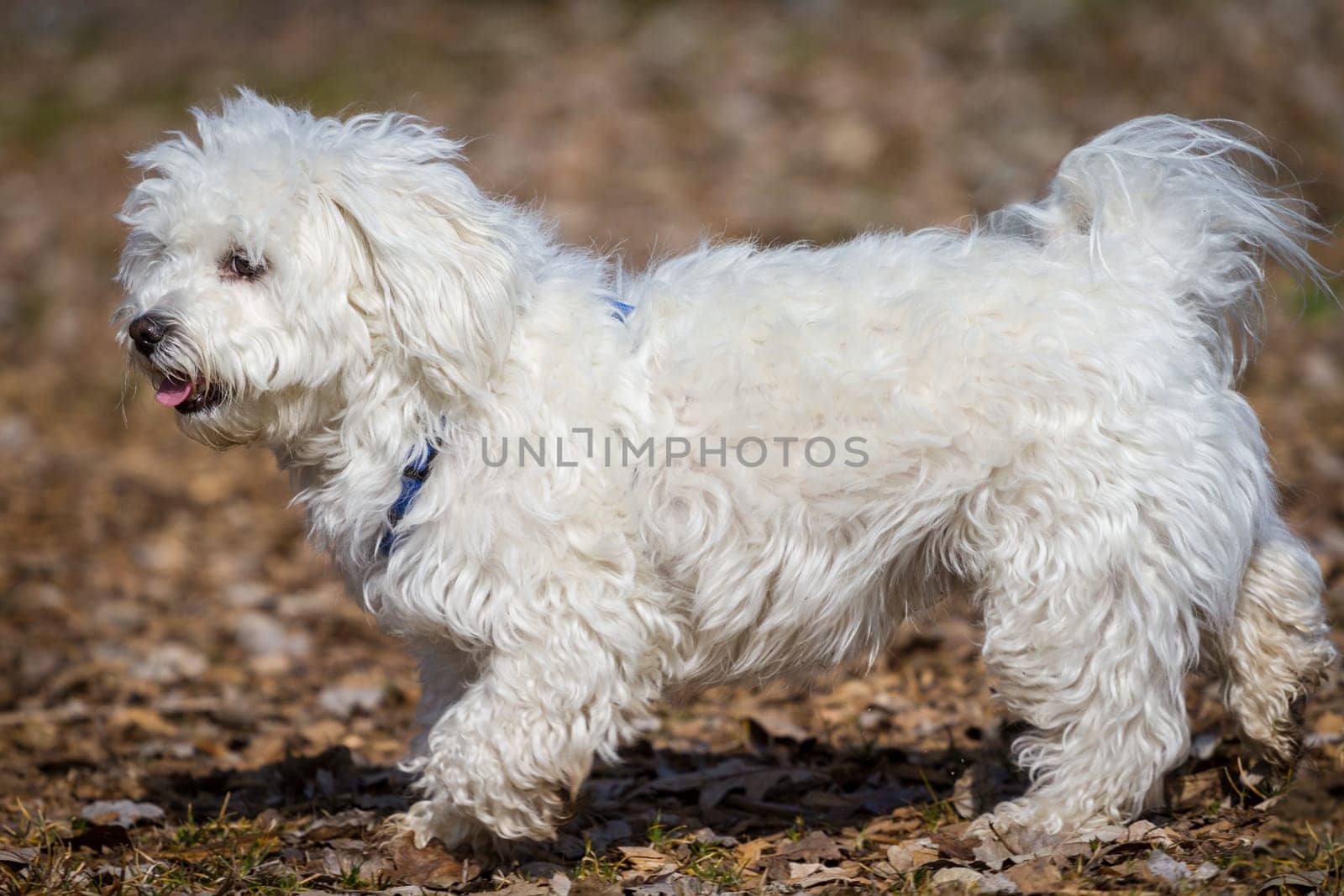 A snow-white Havanese/Maltese mixed breed walks very proudly through the picture. In the HIntergrund lies foliage.