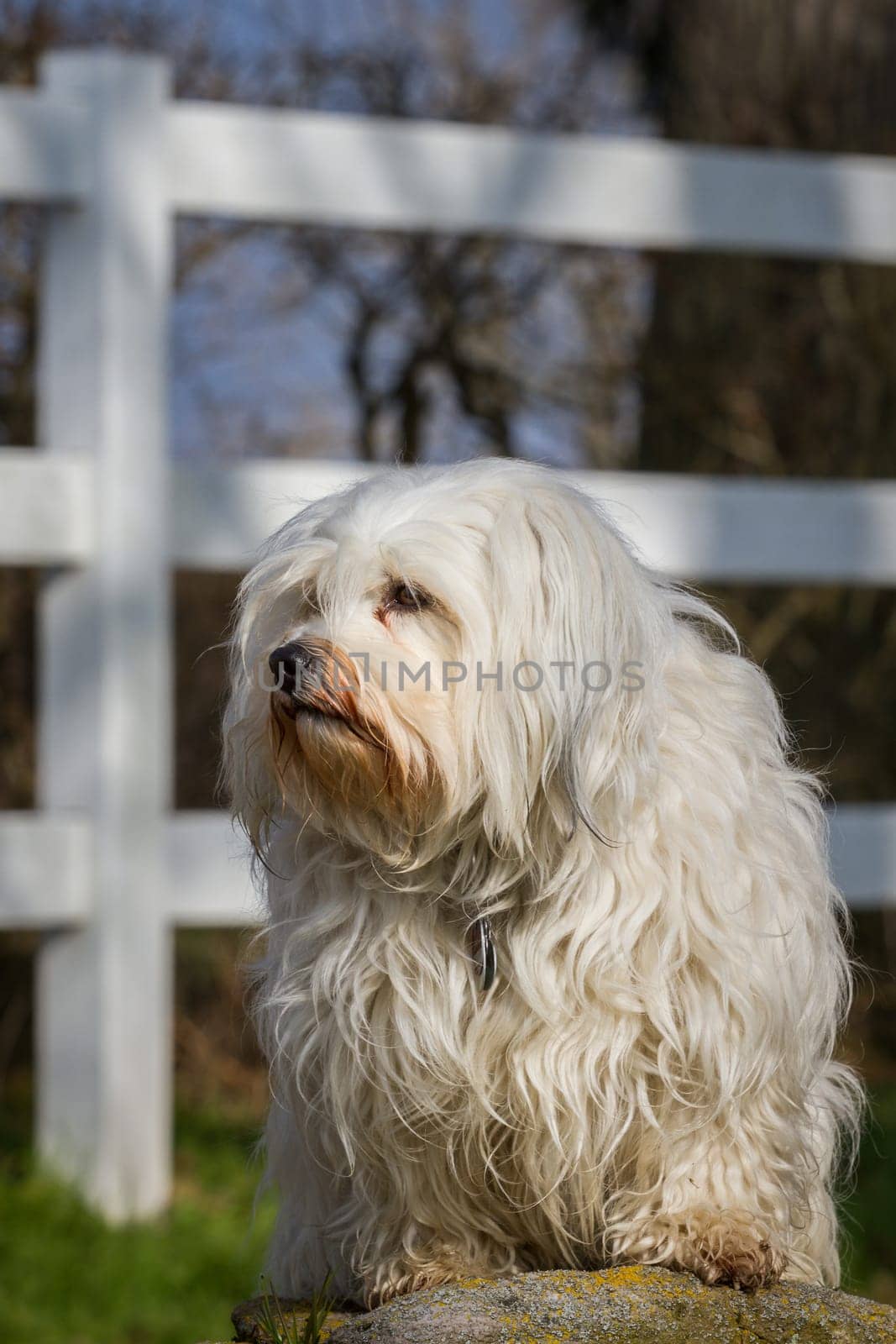 A little white Havanese sits on a stone and looks out of the picture.