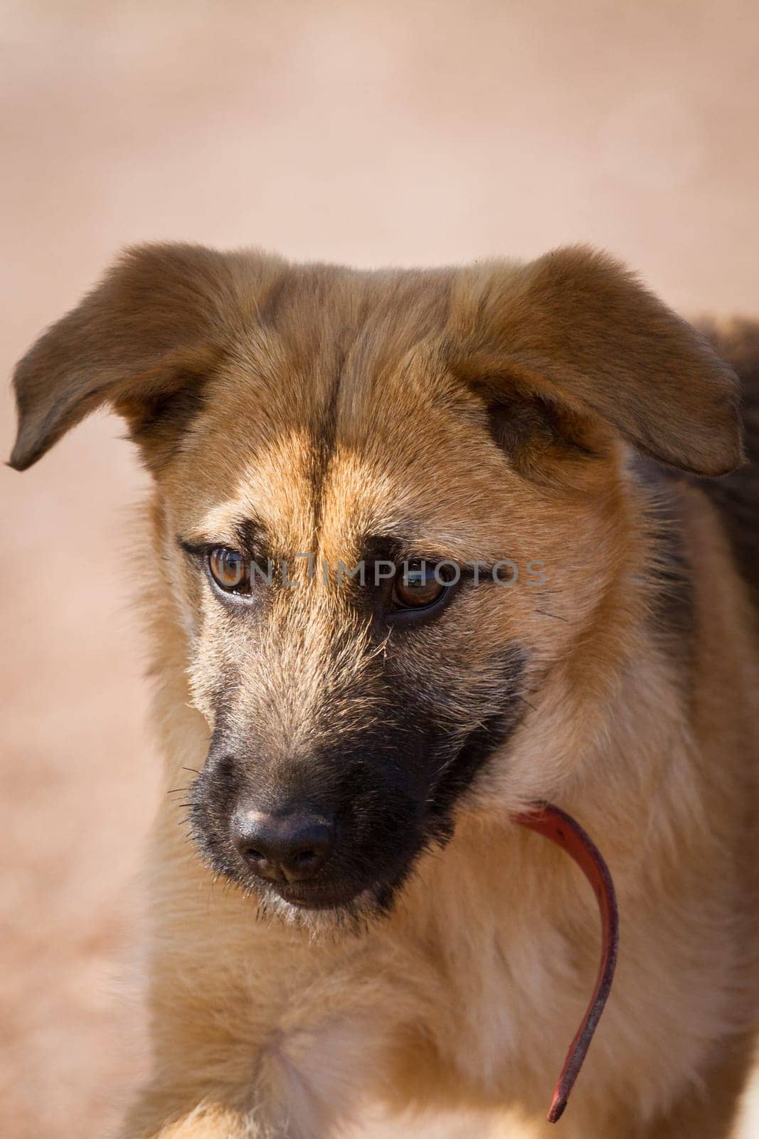 Young Shepherd dog with red collar looks right from the picture.
