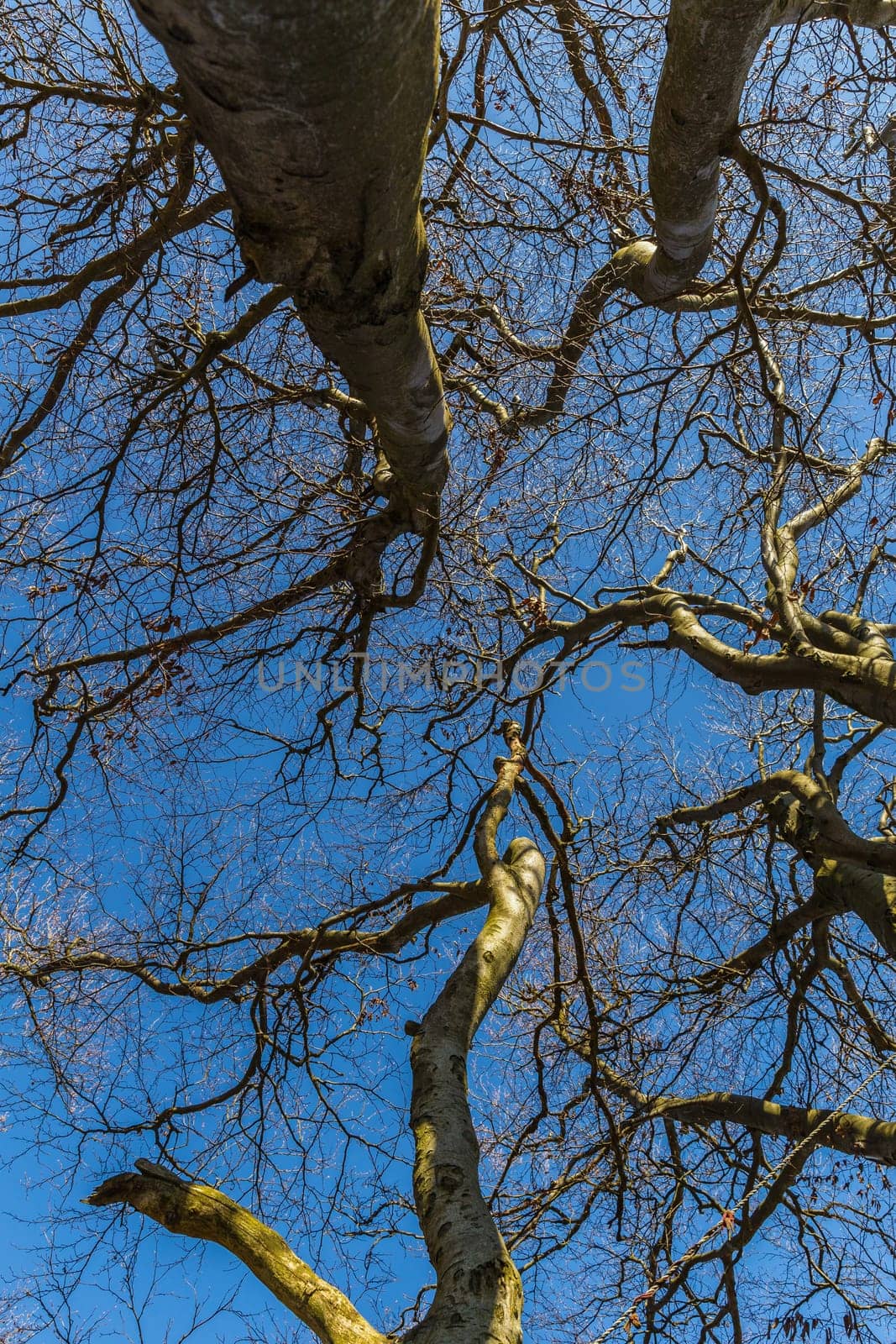 towards the sky