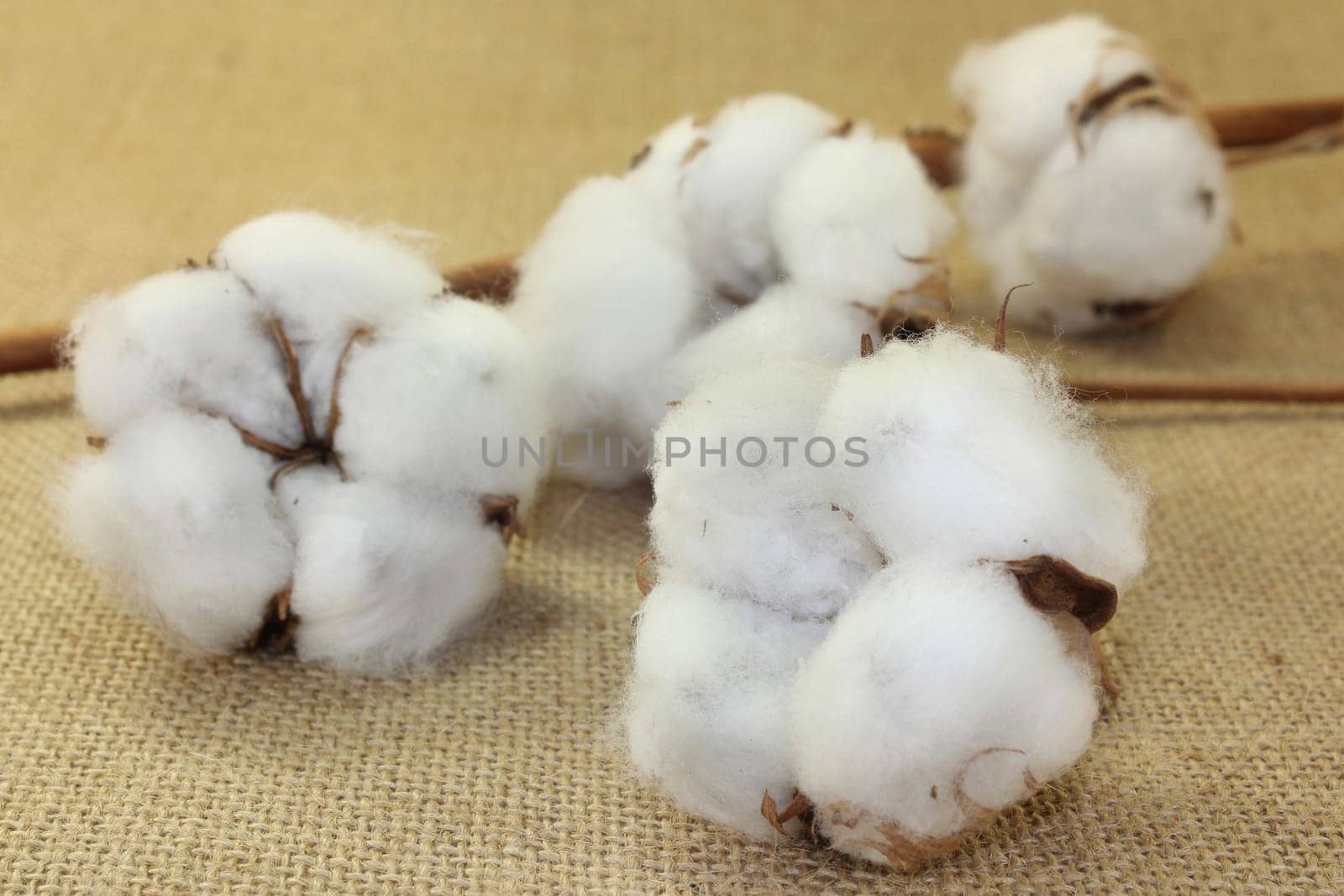 dried cotton flowers on jute