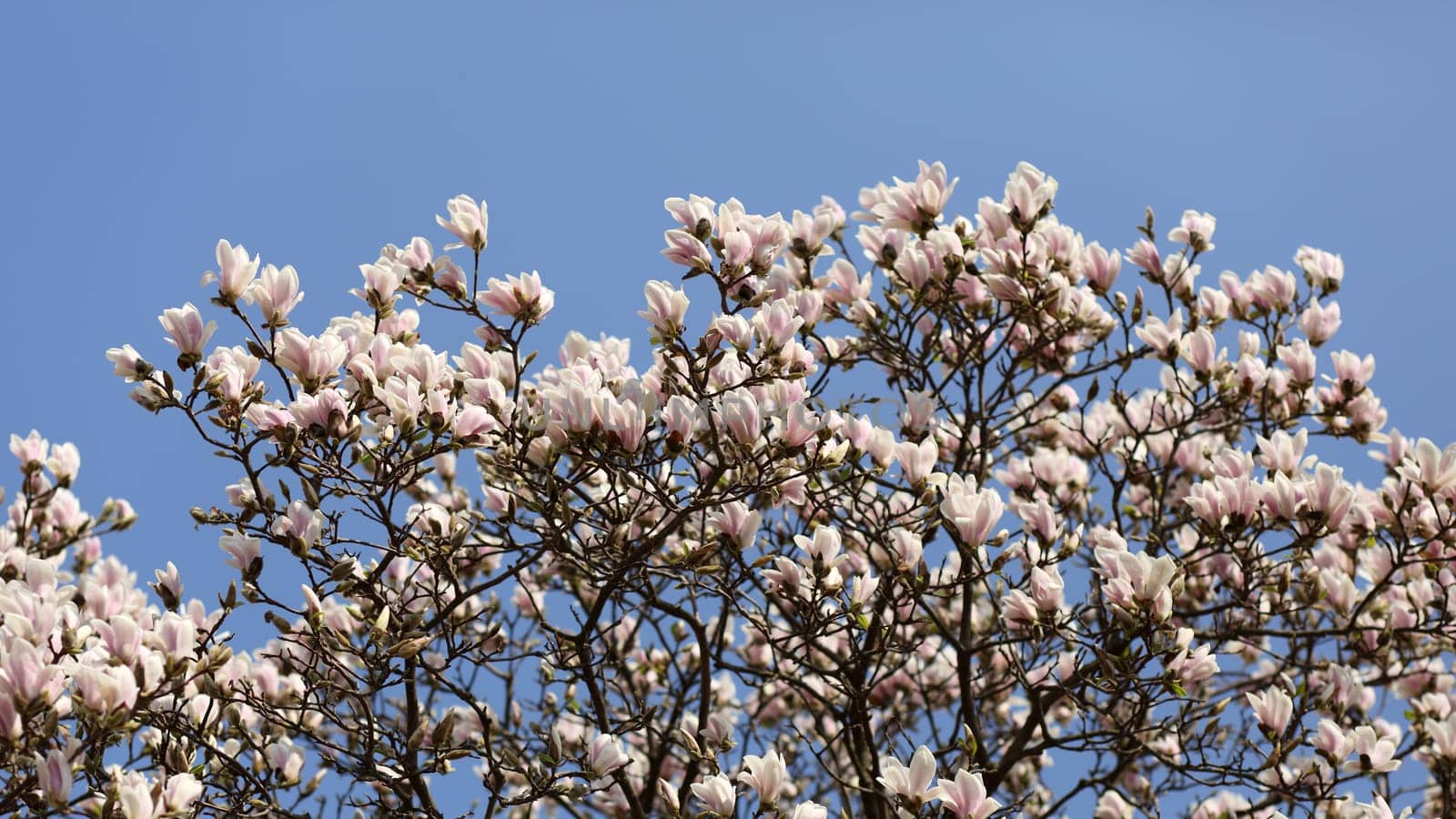 Details of a beautiful blossoming tree in spring, the magnolia soulangeana