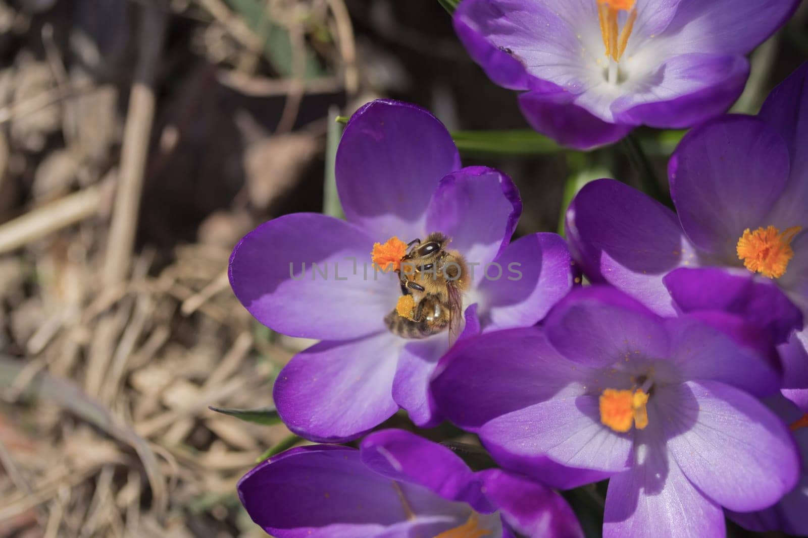 Detailed view of the bees that is pollinating the flower of saffron