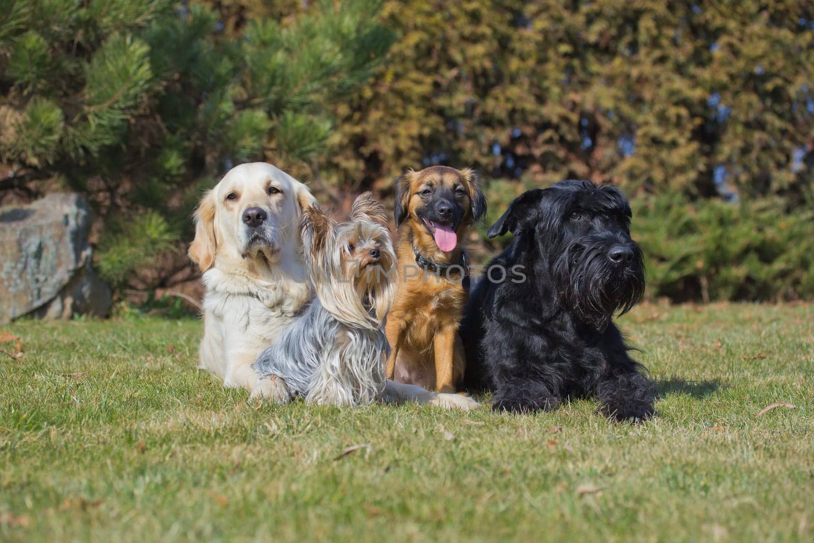 A group of four dogs of different breeds is lying on a green lawn.