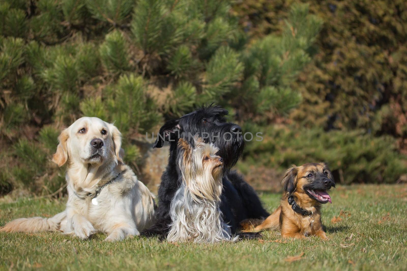 A group of four dogs of different breeds is lying on a green lawn.