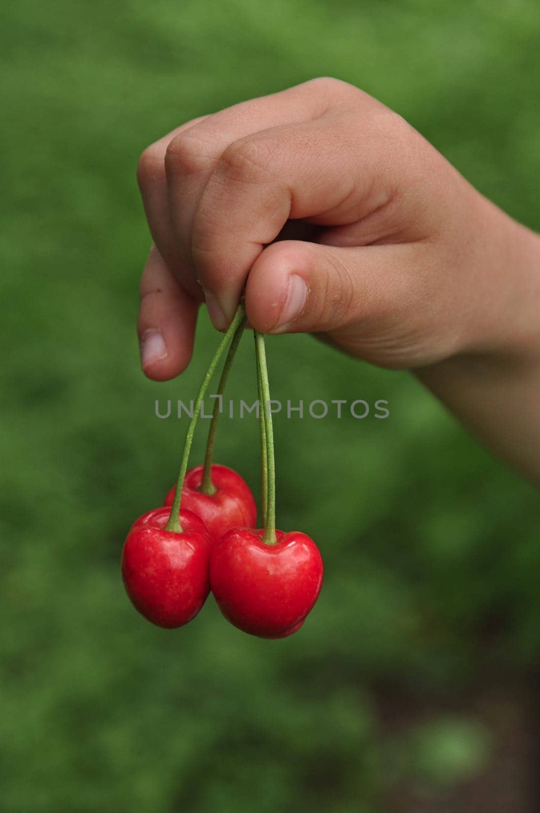 Cherry in children's hand