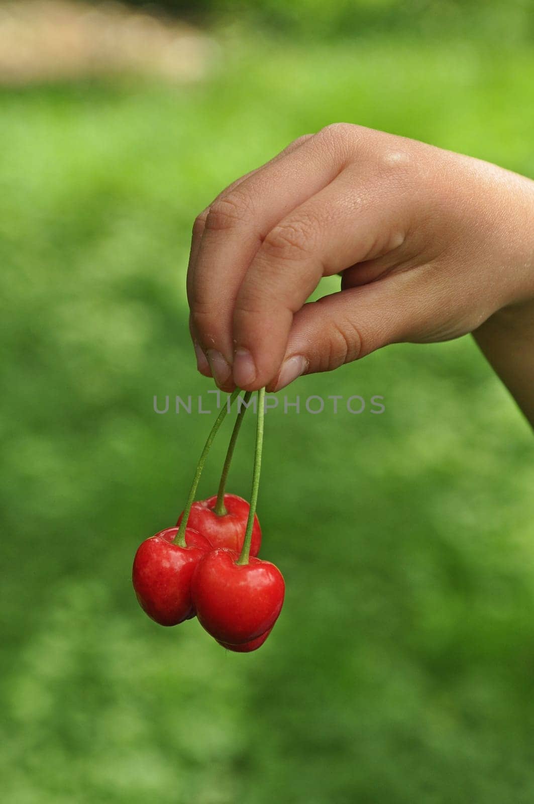 Cherry in children's hand