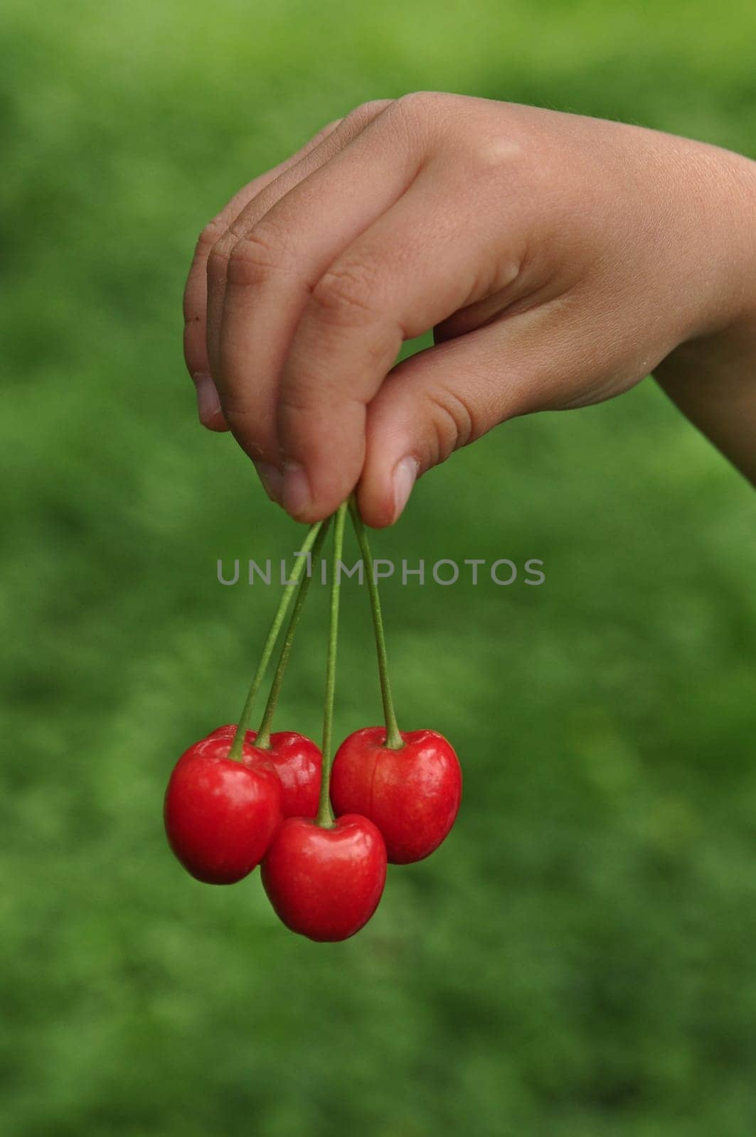 Cherry in children's hand