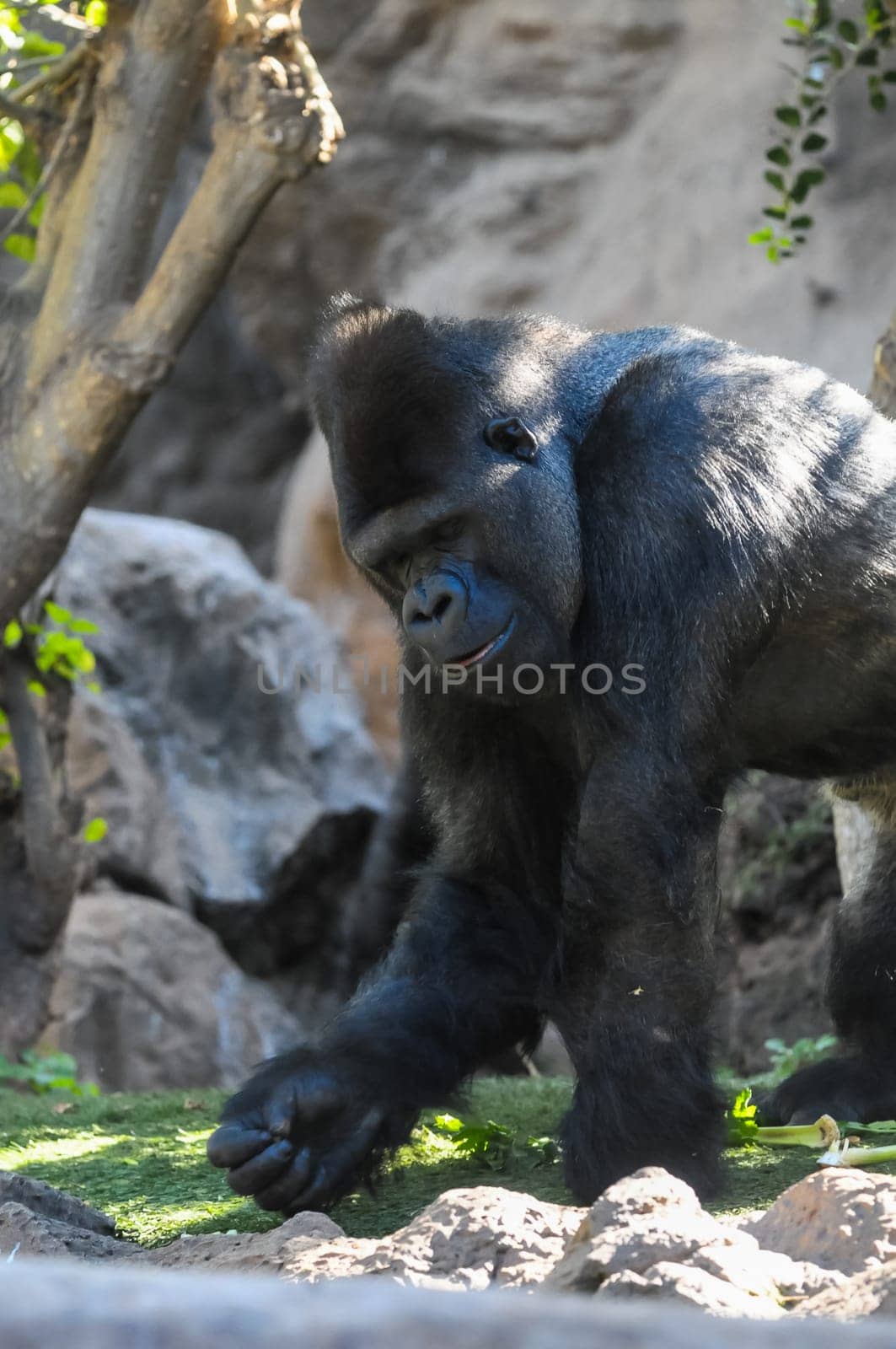 Strong Adult Black Gorilla on the Green Floor