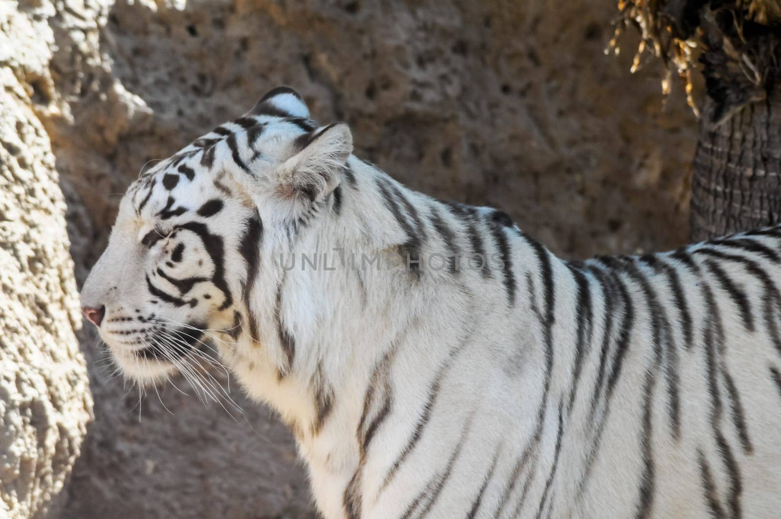 Rare Black and White Striped Adult Tiger
