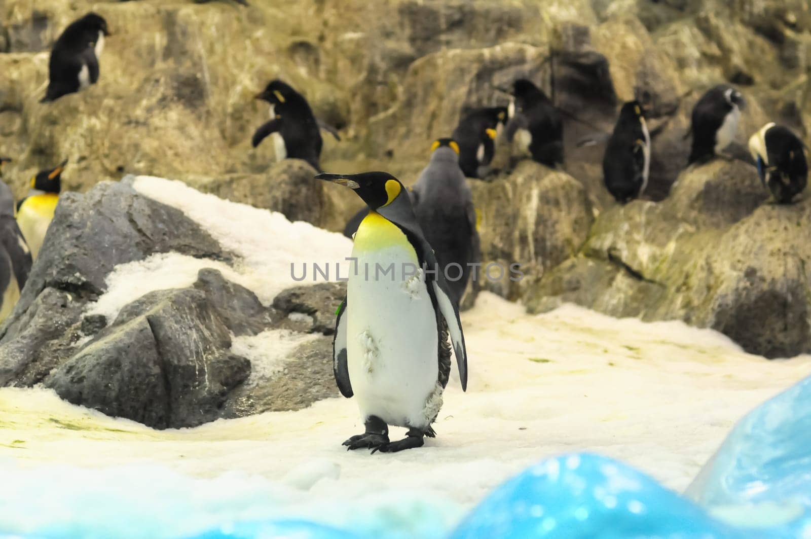 Black and White Colored Penguin in a Cold Place