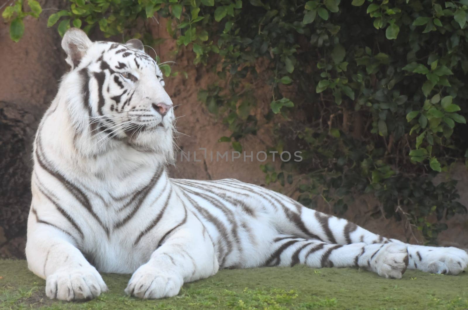 Rare Black and White Striped Adult Tiger