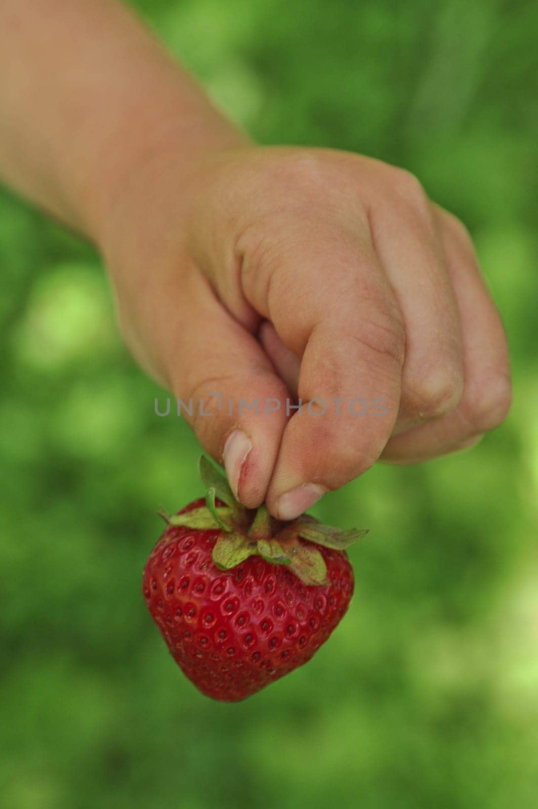 Strawberry in children's hands
