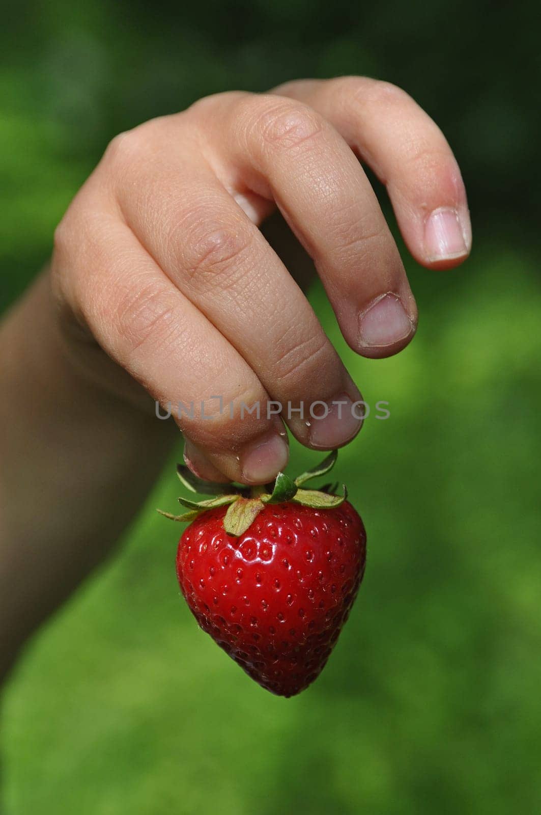 Strawberry in children's hands