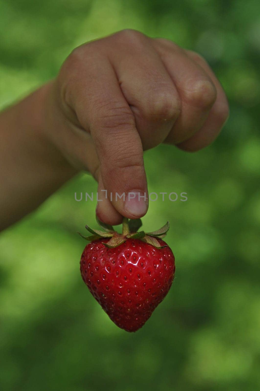 Strawberry in children's hands