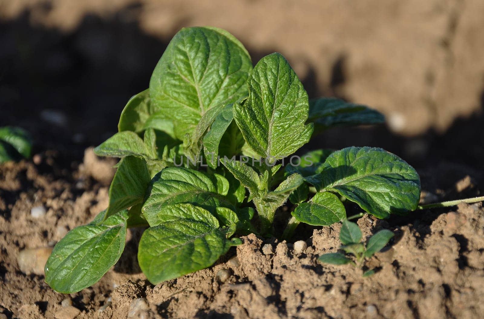 Potato plant